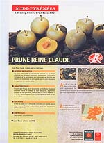 Prune Reine Claude