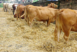 80.comice agricole_dimanche 15septembre (1)